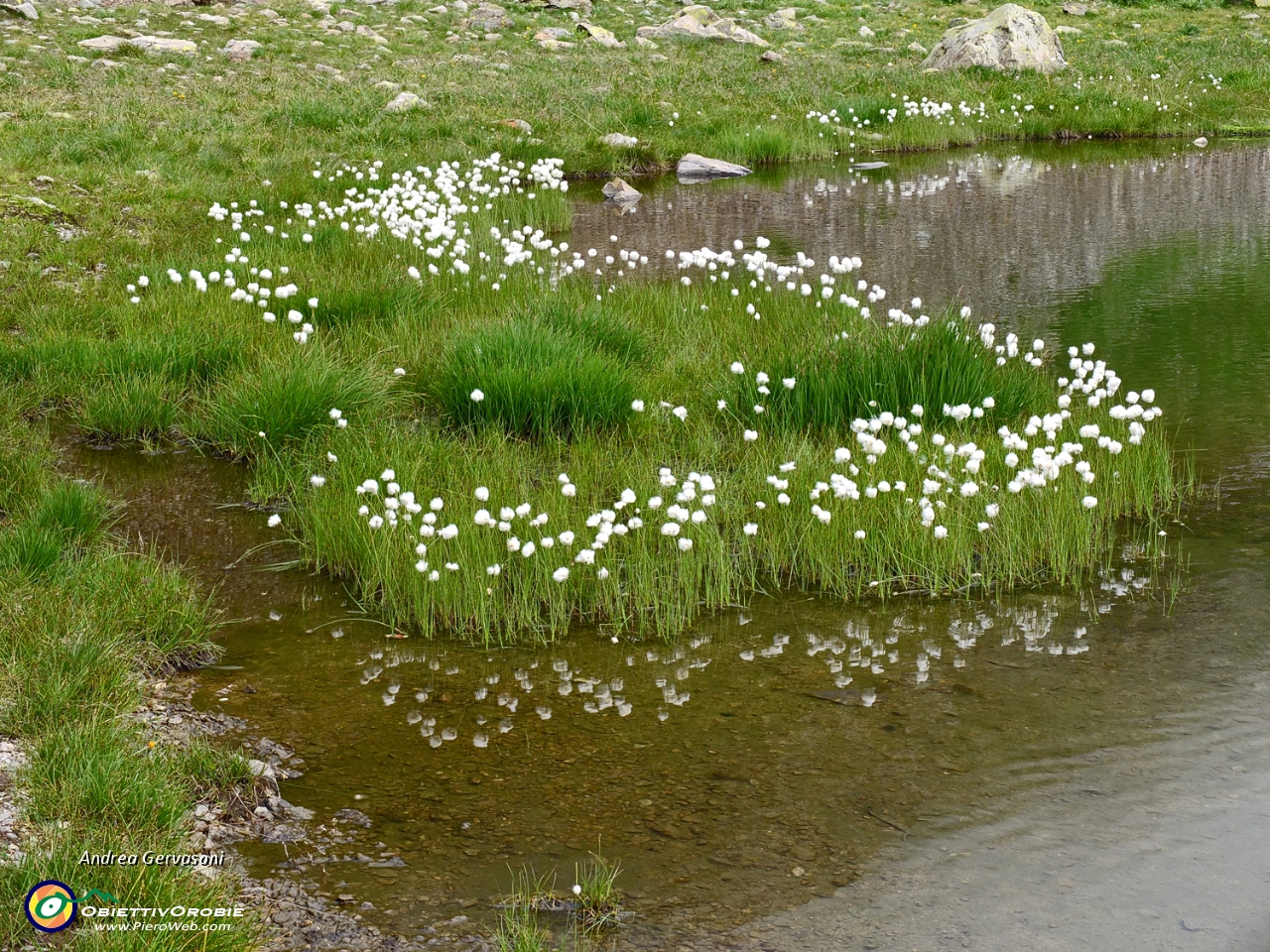 01 lago fiorito.jpg